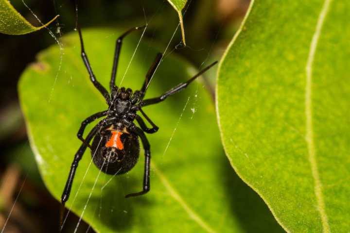black widow spider bites