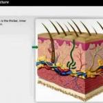 wound care certification skin layers