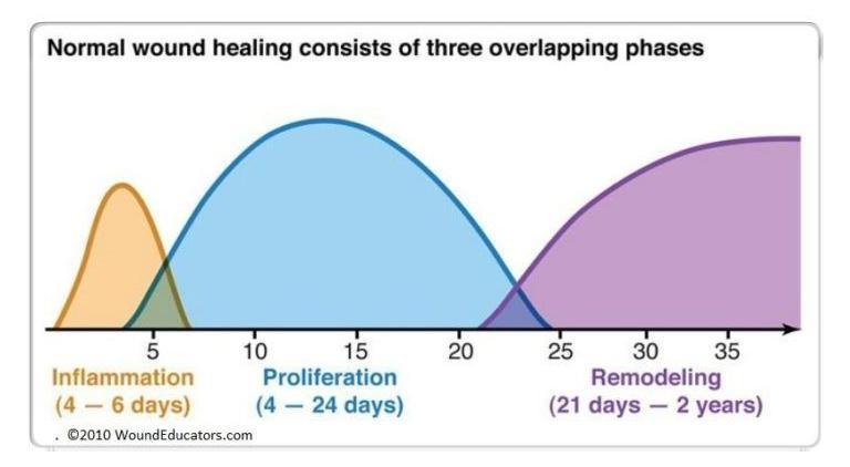 Phases of Wound Healing- Part 1