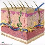 Anatomy of the Skin – Overview