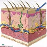 epidermis infographic wound skin layers